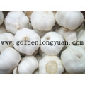 High Quality Fresh Style Pure White Garlic From Shandong, China